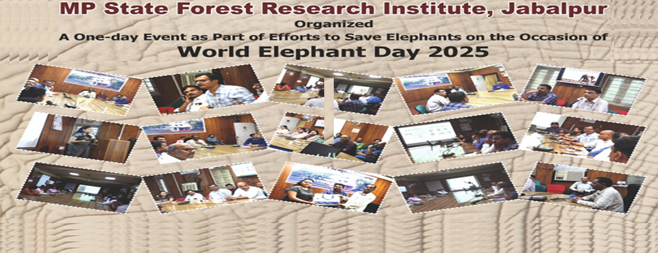 Elephant Day 2025
